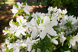 Flowers Dallas Photographer garden landscape architecture digital photographers Dallas, TX Texas Architectural Photography garden design