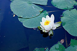 Water lily pond water works Dallas Photographer garden landscape architecture digital photographers Dallas, TX Texas Architectural Photography garden design