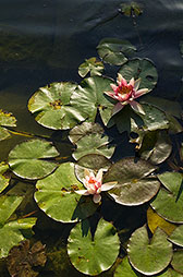 Water lily pond water works Dallas Photographer garden landscape architecture digital photographers Dallas, TX Texas Architectural Photography garden design